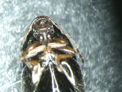 Coleotteri delle pulci — foto 5 di 8