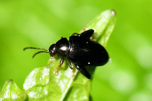 Coleotteri delle pulci — foto 3 di 8
