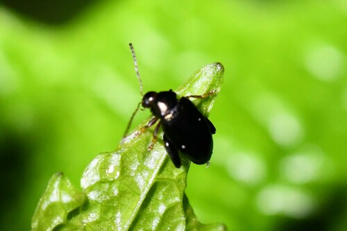 Coleotteri delle pulci — foto 1 di 8