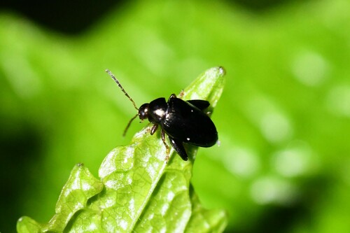 Coleotteri delle pulci — foto 2 di 8