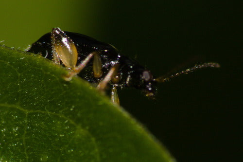 Scarabeo delle pulci — foto 5 di 12