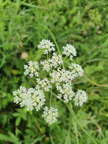 Castagna di Terra — Bild 2