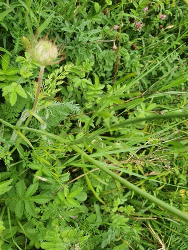 Castagna di Terra — Bild 1