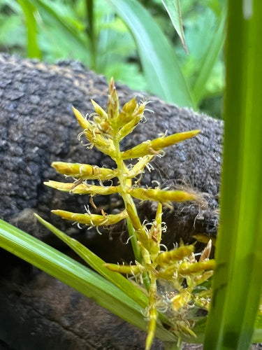 Noce tigrata — Bild 5