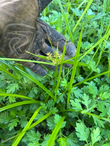 Noce tigrata — Bild 4