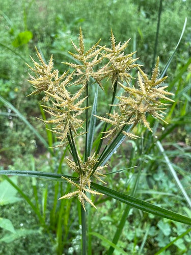 Noce tigrata — foto 3 di 8