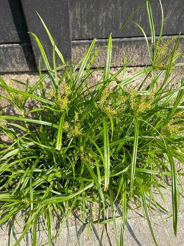 Noce tigrata — foto 2 di 8