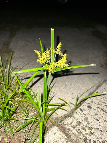 Noce tigrata — foto 1 di 8