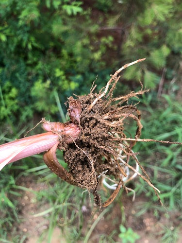Noce tigrata — foto 5 di 8