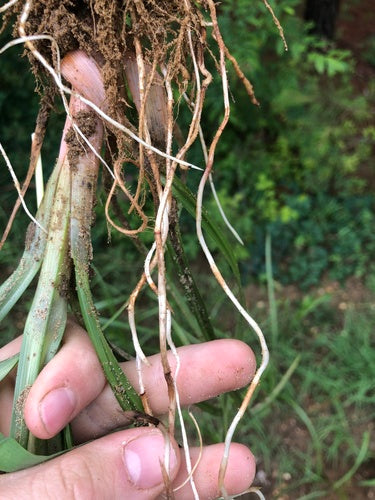 Noce tigrata — foto 4 di 8