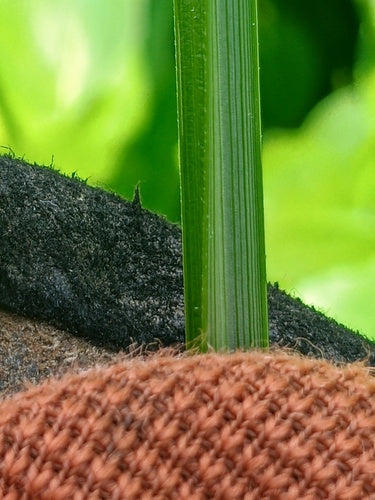 Noce tigrata — Bild 2
