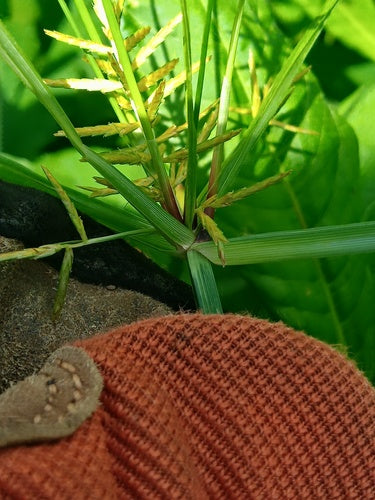 Noce tigrata — Bild 1