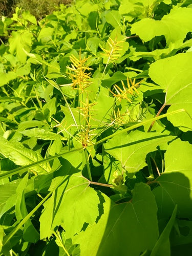 Noce tigrata — Bild 3