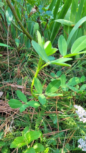 Arachidi — Bild 3