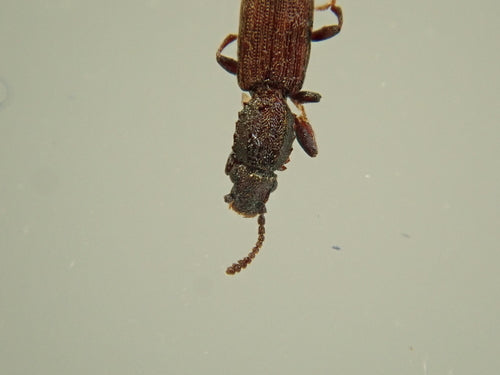 Scarabeo piatto di arachidi — foto 2 di 3