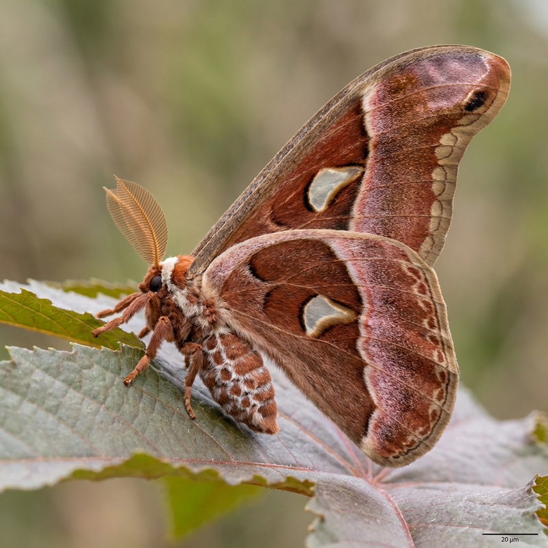 Eri Silkmoth