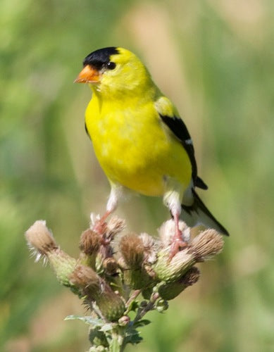 Lucherino — Bild 2