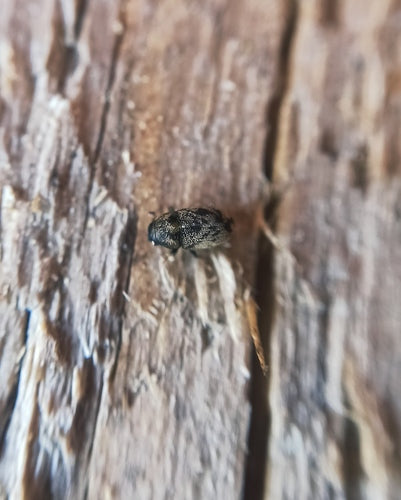 Scarabeo di cenere — Bild 1