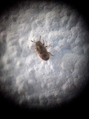 Scarabeo di cenere — Bild 3