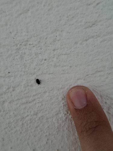 Scarabeo di cenere — Bild 2