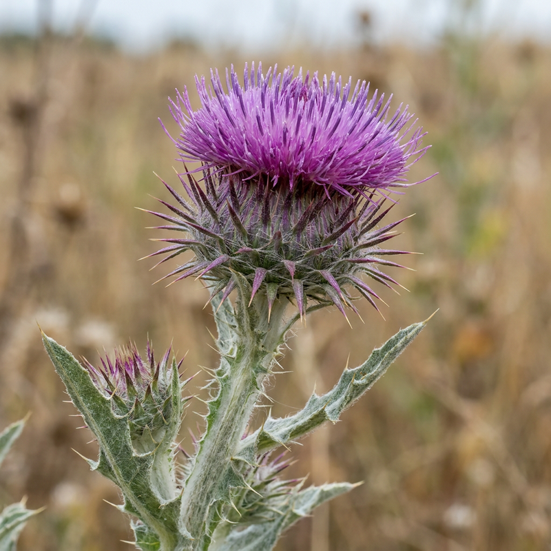 Cardo selvatico d'asino