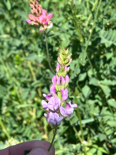 lupinella — foto 4 di 11