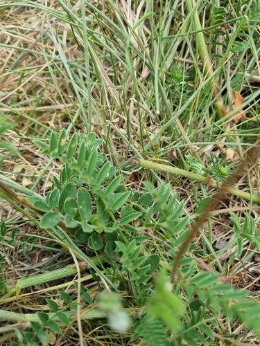 lupinella — foto 5 di 11