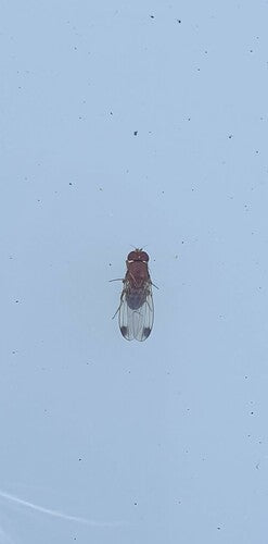 Aceto o mosca della frutta — foto 3 di 50