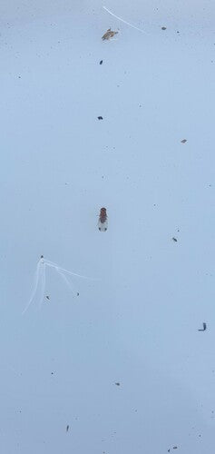 Aceto o mosca della frutta — foto 4 di 50