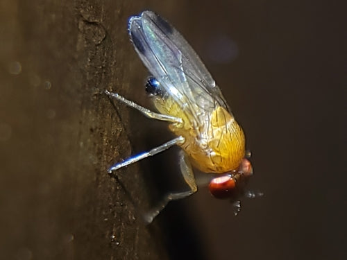 Aceto o mosca della frutta — Bild 3