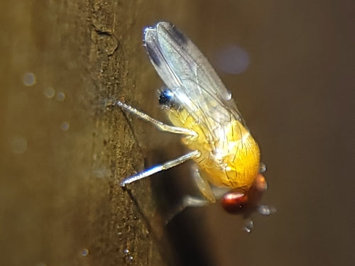 Aceto o mosca della frutta — Bild 2