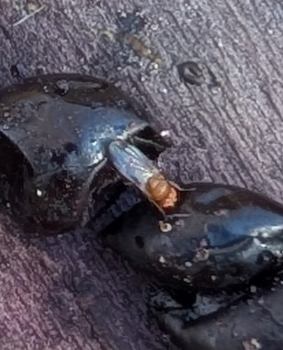 Aceto o mosca della frutta — foto 5 di 50