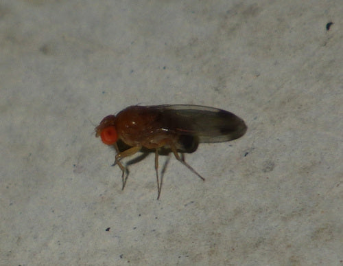 Aceto o mosca della frutta — foto 1 di 50