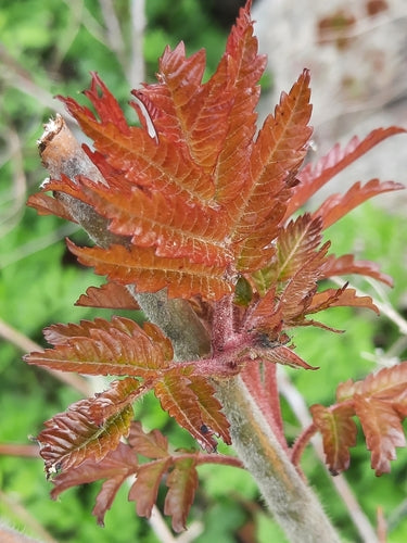 Albero dell'aceto — Bild 1