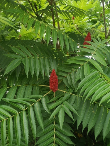 Albero dell'aceto — Bild 3