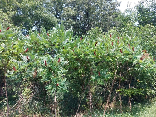 Albero dell'aceto — Bild 5