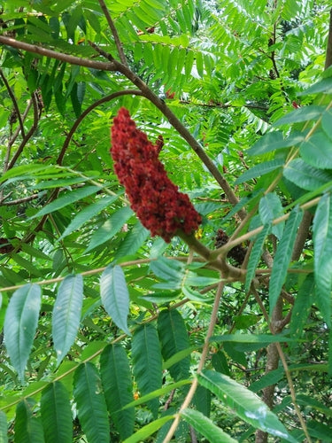 Albero dell'aceto — Bild 4