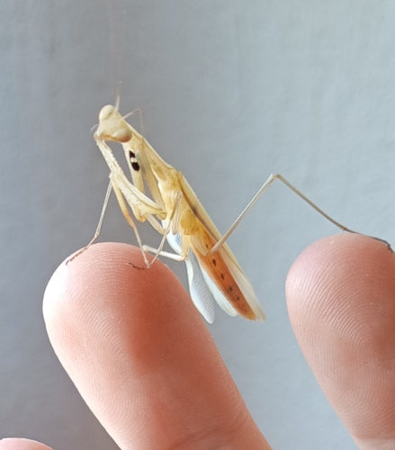 Mantide religiosa europea — Bild 5