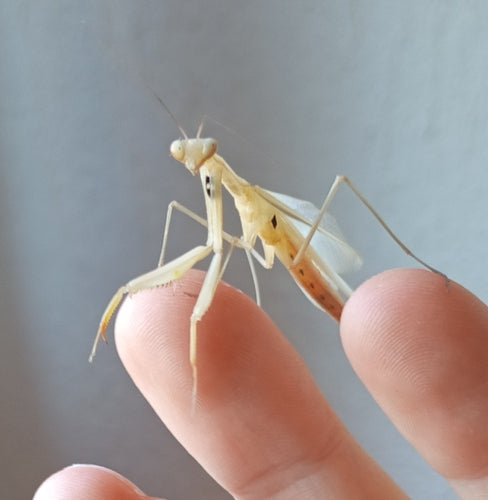 Mantide religiosa europea — Bild 4