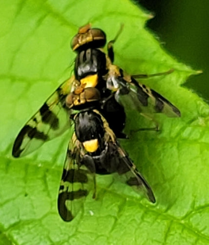 Mosca europea della frutta del ciliegio — foto 4 di 31