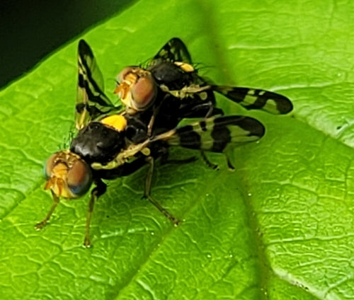 Mosca europea della frutta del ciliegio — foto 3 di 31