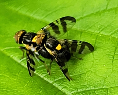 Mosca europea della frutta del ciliegio — foto 2 di 31