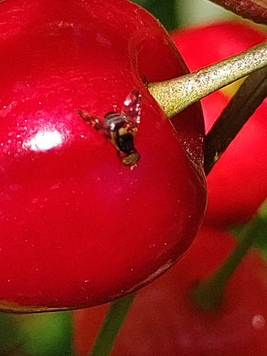 Mosca europea della frutta del ciliegio — Bild 5