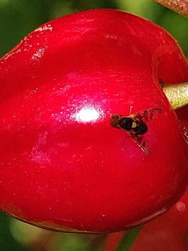 Mosca europea della frutta del ciliegio — Bild 4