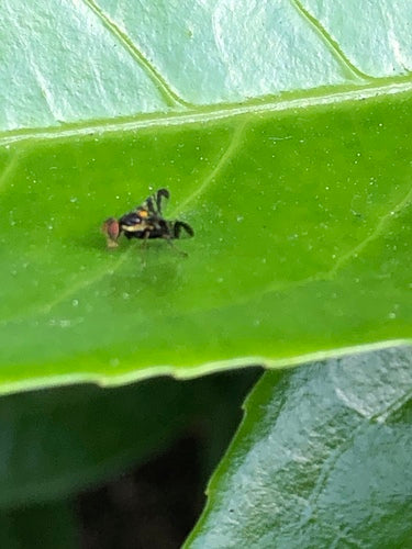 Mosca europea della frutta del ciliegio — foto 5 di 31