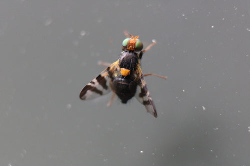 Europäische Kirschfruchtfliege - Bild 2