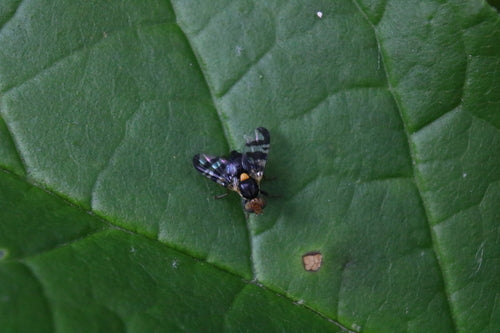 Mosca europea della frutta del ciliegio — Bild 2