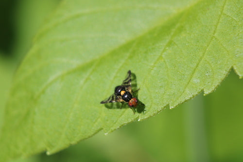 Mosca europea della frutta del ciliegio — Bild 3