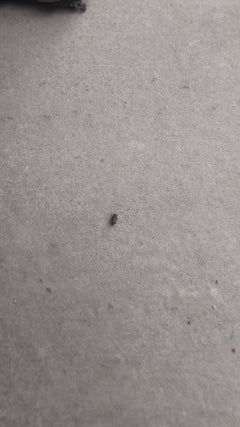 Scarabeo comune della pancetta