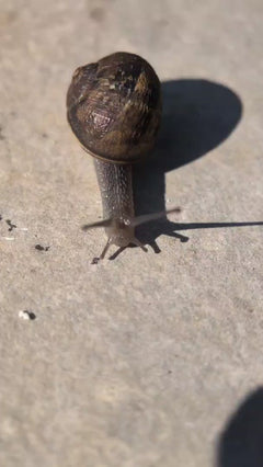 Lumaca romana maculata